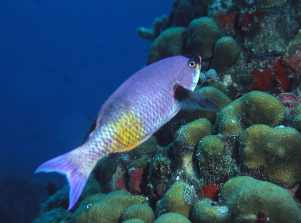 Creole Wrasse